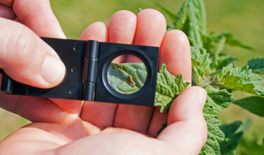 Image 2. Close-up of a magnifying glass inspecting a pest on a leaf, demonstrating the careful monitoring required for effective integrated pest management strategies. Rovensa Next Pyrethrins