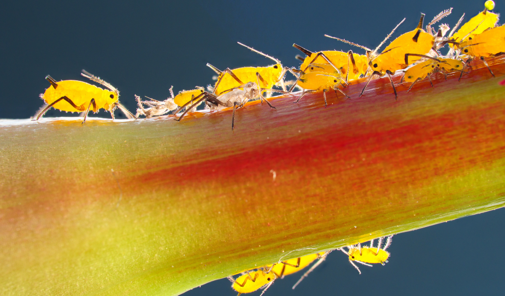 Image 1. Close-up of aphids feeding on a plant stem, a common agricultural pest effectively controlled by pyrethrins through their rapid contact action. Rovensa Next Pyrethrins.